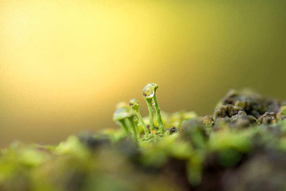 Macro autumn datailaufnahme forest