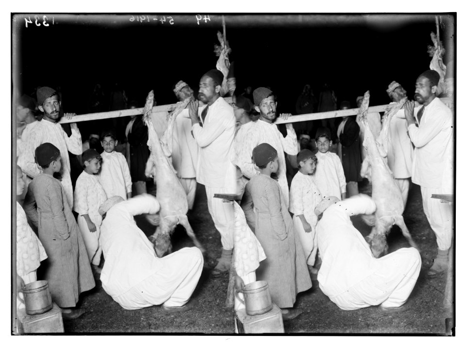 The Samaritan Passover on Mt. Gerizim. Preparing the carcass. LOC matpc.01855