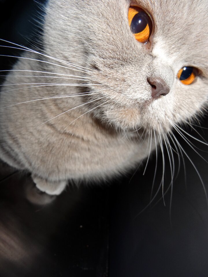 Look british whiskers