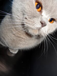 Look british whiskers