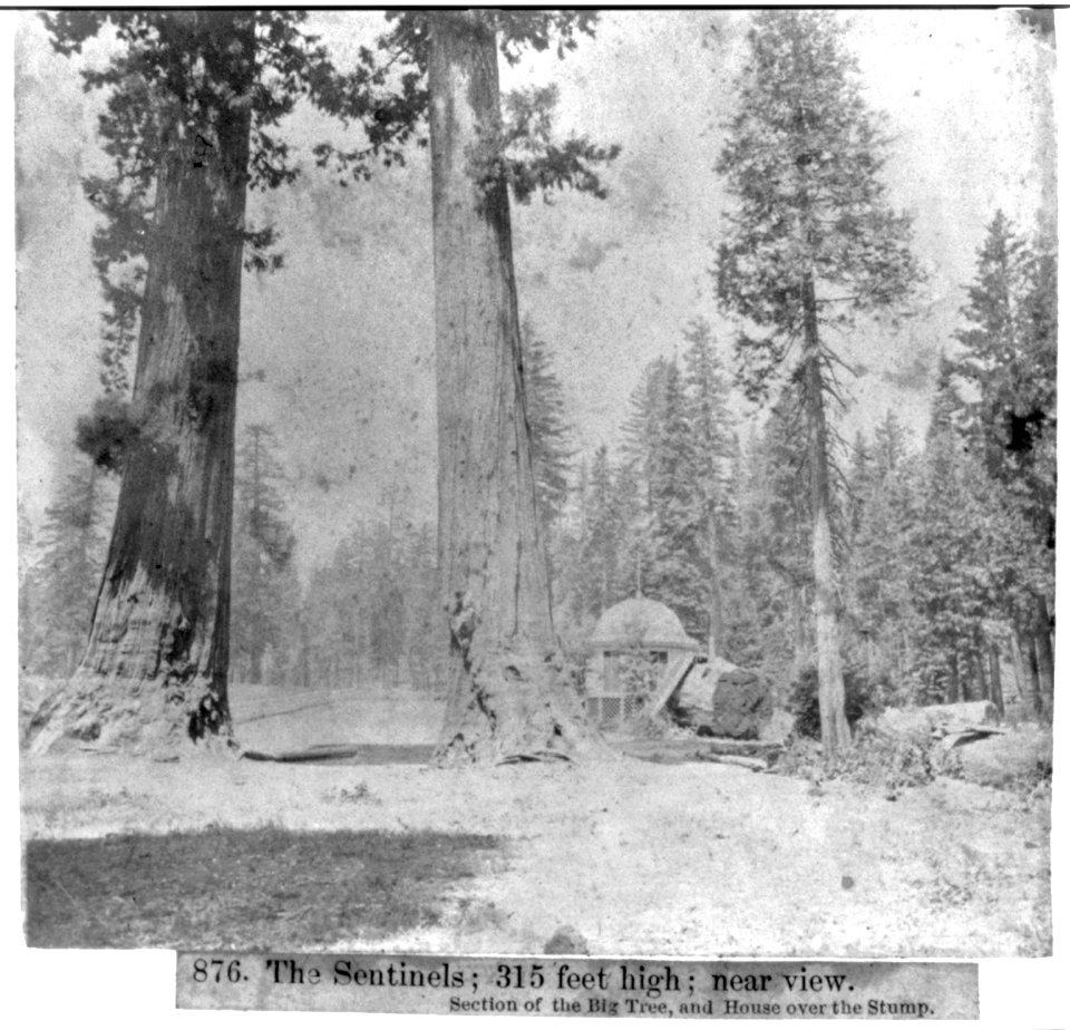 The Sentinels- 315 feet high; near view - Section of the Big Tree and House over the Stump LCCN2002723113