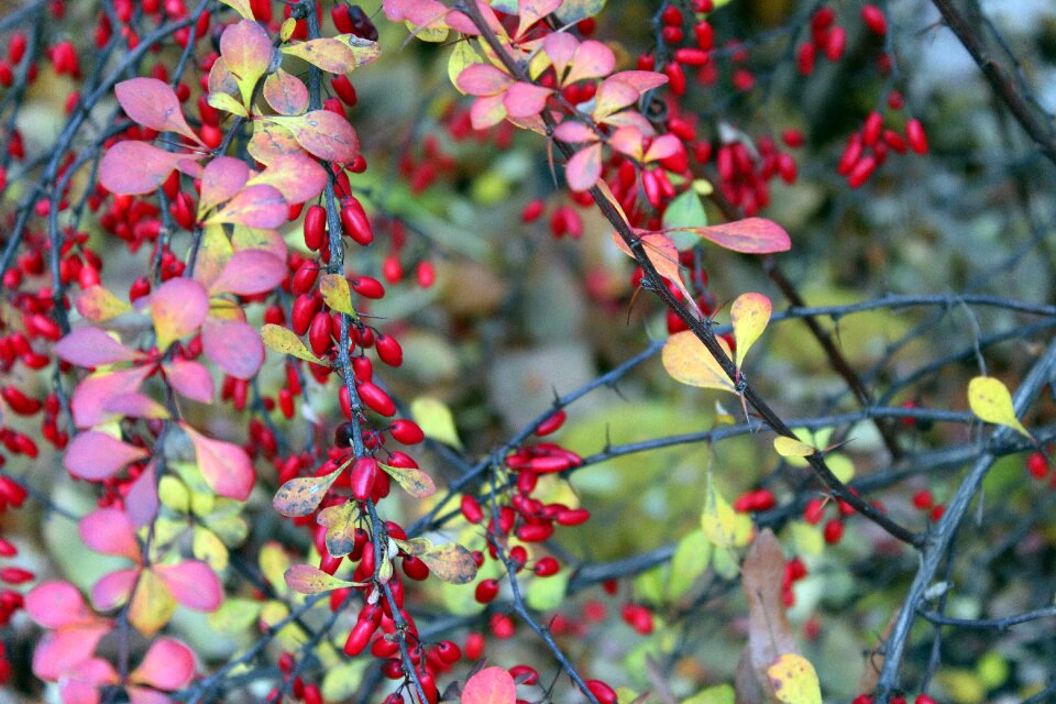 Red barberry ornamental plants ornamental shrubs