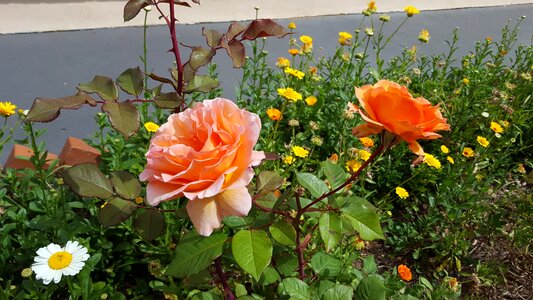 Rosa flower flowers oranges