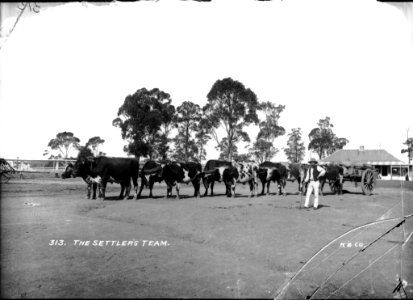 The Settler's Team from The Powerhouse Museum Collection photo