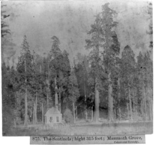 The Sentinels; height 315 ft; Mammoth Grove, Calaveras County LCCN2002721653