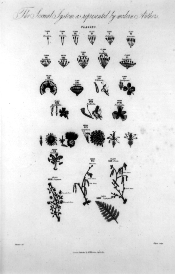 The Sexual system as represented by modern authors - Edwards, del.; Mazel, sculp. LCCN92516691