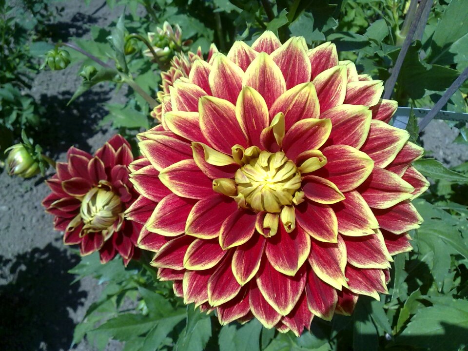 Nature garden plant dahlia flower