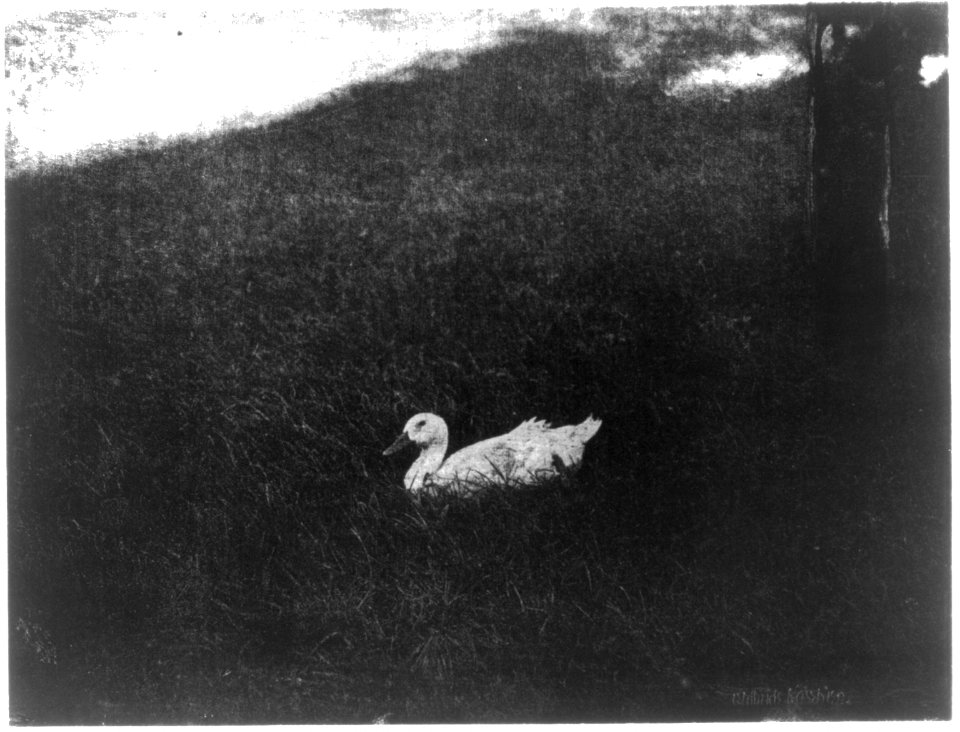 The simple life LCCN2004674403