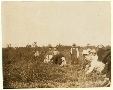 The smallest girl is Josephine Ramie, 10 years old, Maniyunk, Pa. (Near Philadelphia). Padrone stands over them, urging them, urging them and often swearing at and threatening them. Theodore LOC nclc.05289