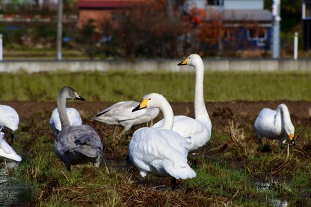 Bird wild birds waterfowl