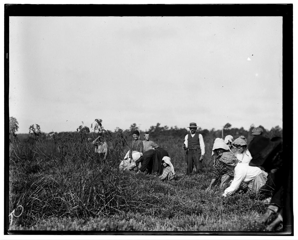 The smallest girl is Josephine Ramie, 10 years old, Maniyunk, Pa. (Near Philadelphia). Padrone stands over them, urging them, urging them and often swearing at and threatening them. Theodore LOC nclc.05289