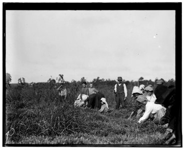 The smallest girl is Josephine Ramie, 10 years old, Maniyunk, Pa. (Near Philadelphia). Padrone stands over them, urging them, urging them and often swearing at and threatening them. Theodore LOC nclc.05289