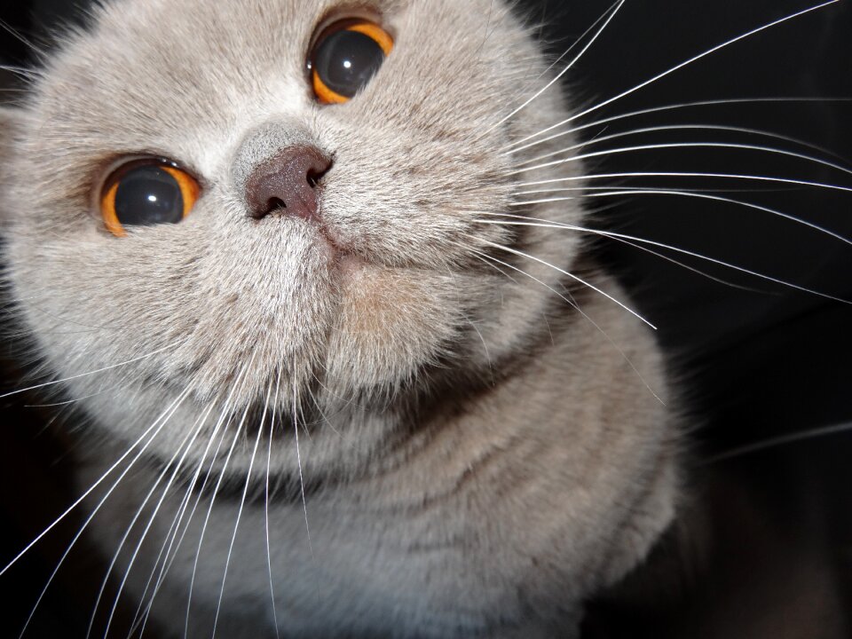 Look british whiskers
