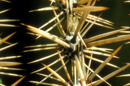 The spiny surface of a saguaro