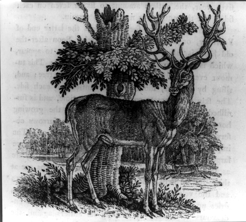 The Stag, or Red Deer LCCN2007681452