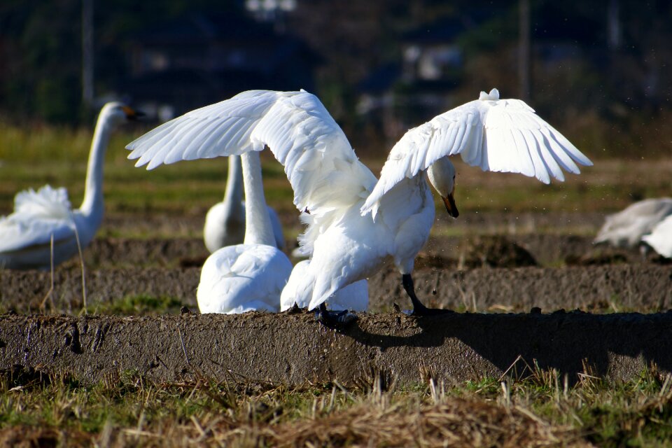 Bird wild birds waterfowl
