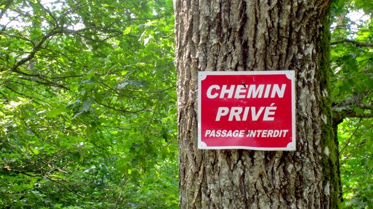 Trees forest text
