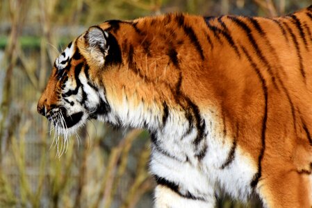 Wildcat tiger head tongue photo