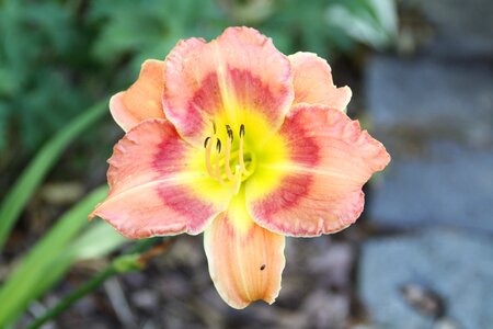 Summer garden daylily