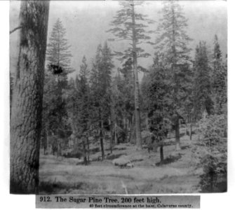 The Sugar Pine Tree, 200 ft. high; 40 ft. circumerence at the base - Calaveras County LCCN2002721321