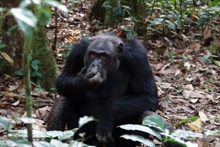 Nature primate chimpanzee