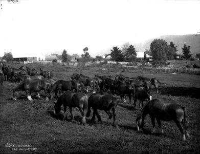 The station horses from The Powerhouse Museum Collection photo