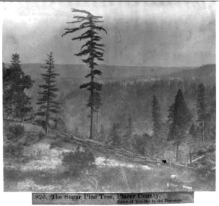 The Sugar Pine Tree, Placer County - Town of You Bet in the Distance LCCN2002723829