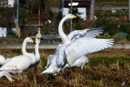 Bird wild birds waterfowl