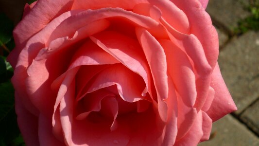 Flower garden blossom bloom