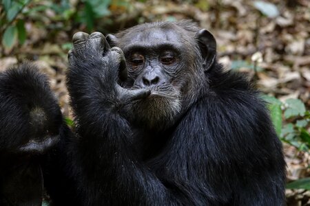 Monkey animal chimpanzee photo