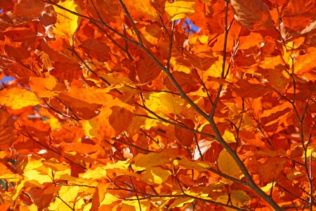 Mountain forests golden autumn leaves photo