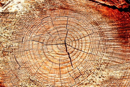 Background tree grain