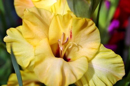 Sword flower blossom bloom photo