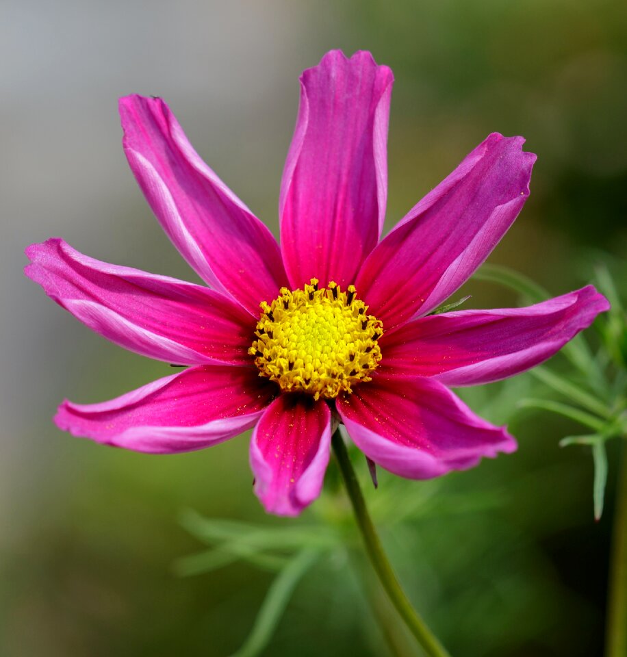 Nature floral plant photo