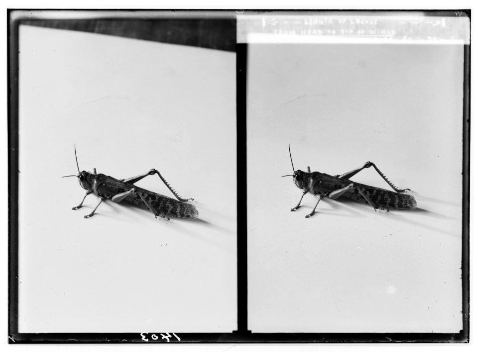 The terrible plague of locusts in Palestine, March-June 1915. Close-up of the dreaded visitors. LOC matpc.01891