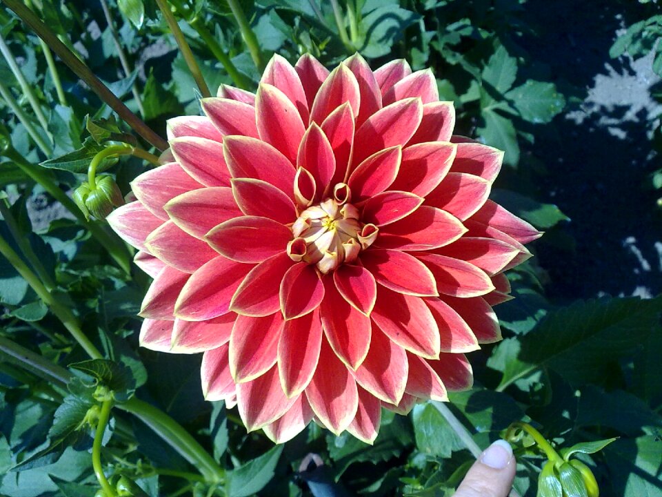 Autumn garden flower