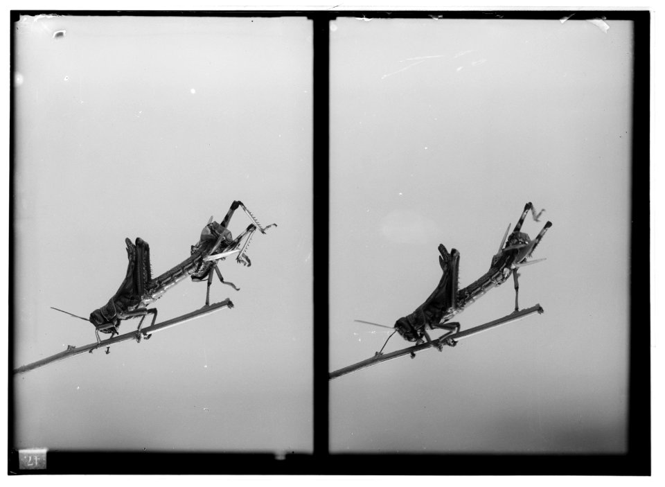 The terrible plague of locusts in Palestine, March-June 1915. Locust discarding its old skin. LOC matpc.01920