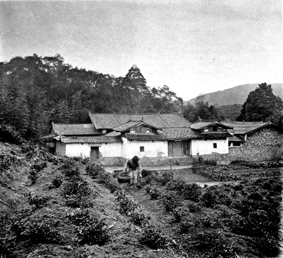 THE TEA PLANT 2