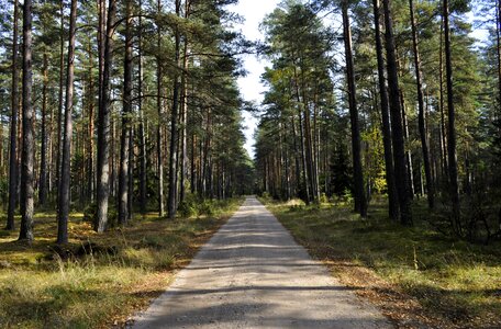 Landscape at the court of pine