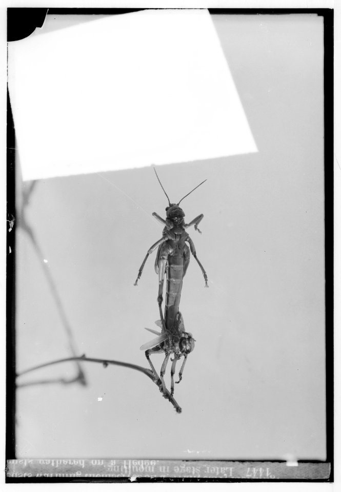 The terrible plague of locusts in Palestine, March-June 1915. Later stage in moulting LOC matpc.00145