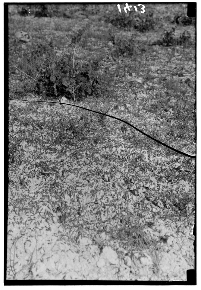 The terrible plague of locusts in Palestine, March-June 1915. Locust foraging LOC matpc.00136