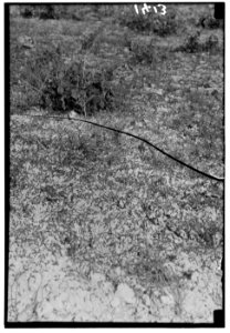 The terrible plague of locusts in Palestine, March-June 1915. Locust foraging LOC matpc.00136