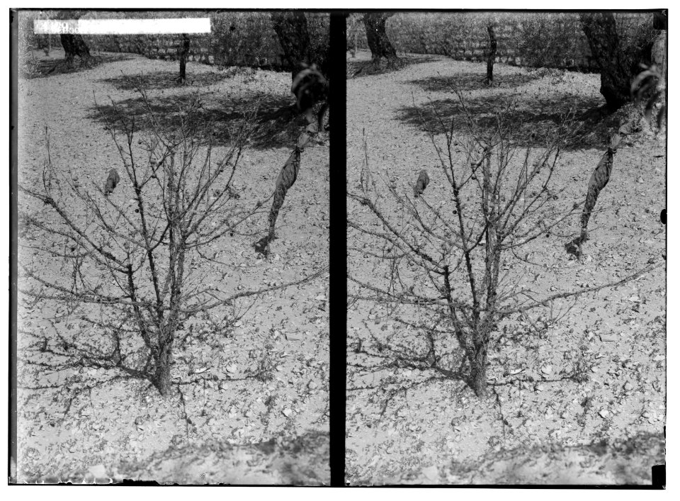 The terrible plague of locusts in Palestine, March-June 1915. Apricot tree denuded. LOC matpc.01907