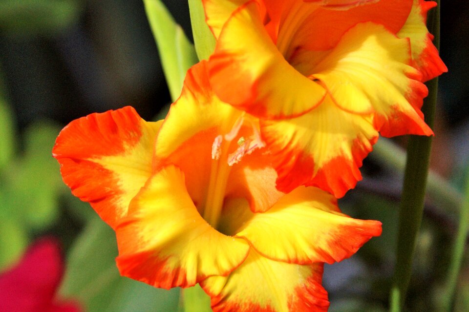 Sword flower blossom bloom