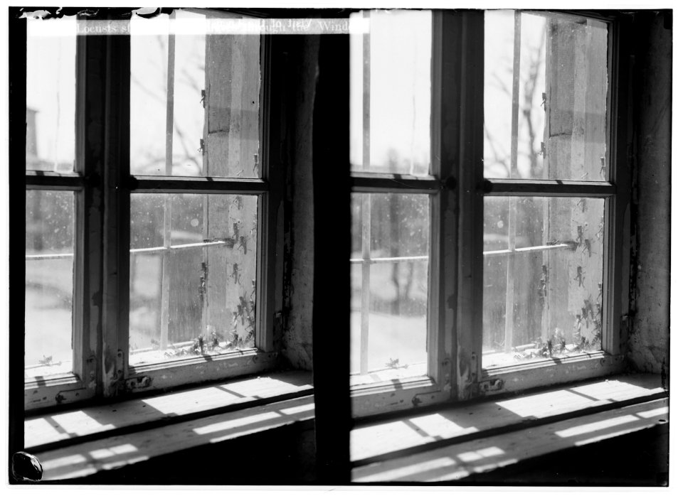 The terrible plague of locusts in Palestine, March-June 1915. Locusts stealing in like thieves through window. LOC matpc.01910