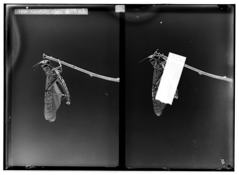 The terrible plague of locusts in Palestine, March-June 1915. Carefully drying the wings. LOC matpc.01927