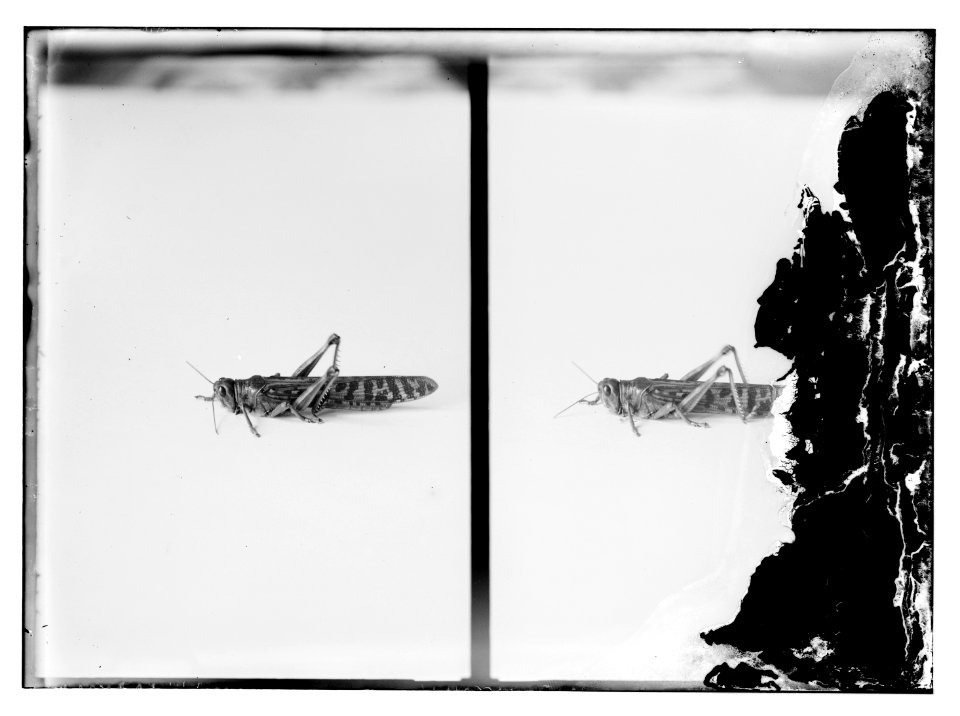 The terrible plague of locusts in Palestine, March-June 1915. The complete locust LOC matpc.11438