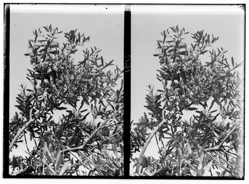 The terrible plague of locusts in Palestine, March-June 1915. Olive tree in full bloom, Spring of 1915. LOC matpc.01897