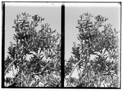 The terrible plague of locusts in Palestine, March-June 1915. Olive tree in full bloom, Spring of 1915. LOC matpc.01897