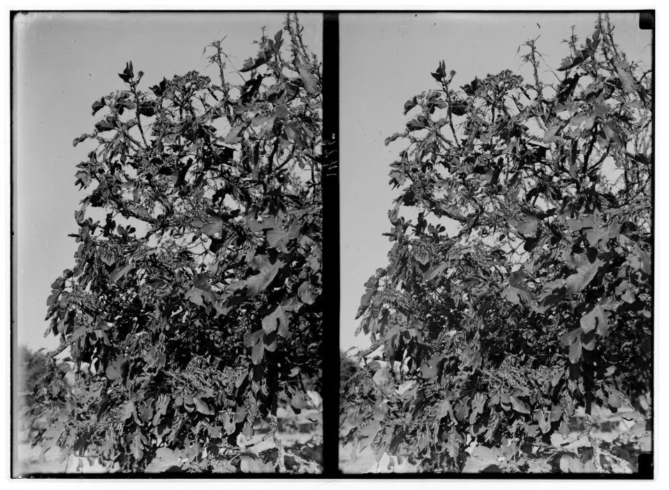 The terrible plague of locusts in Palestine, March-June 1915. Close-up of same tree, showing the locusts feasting. LOC matpc.01903